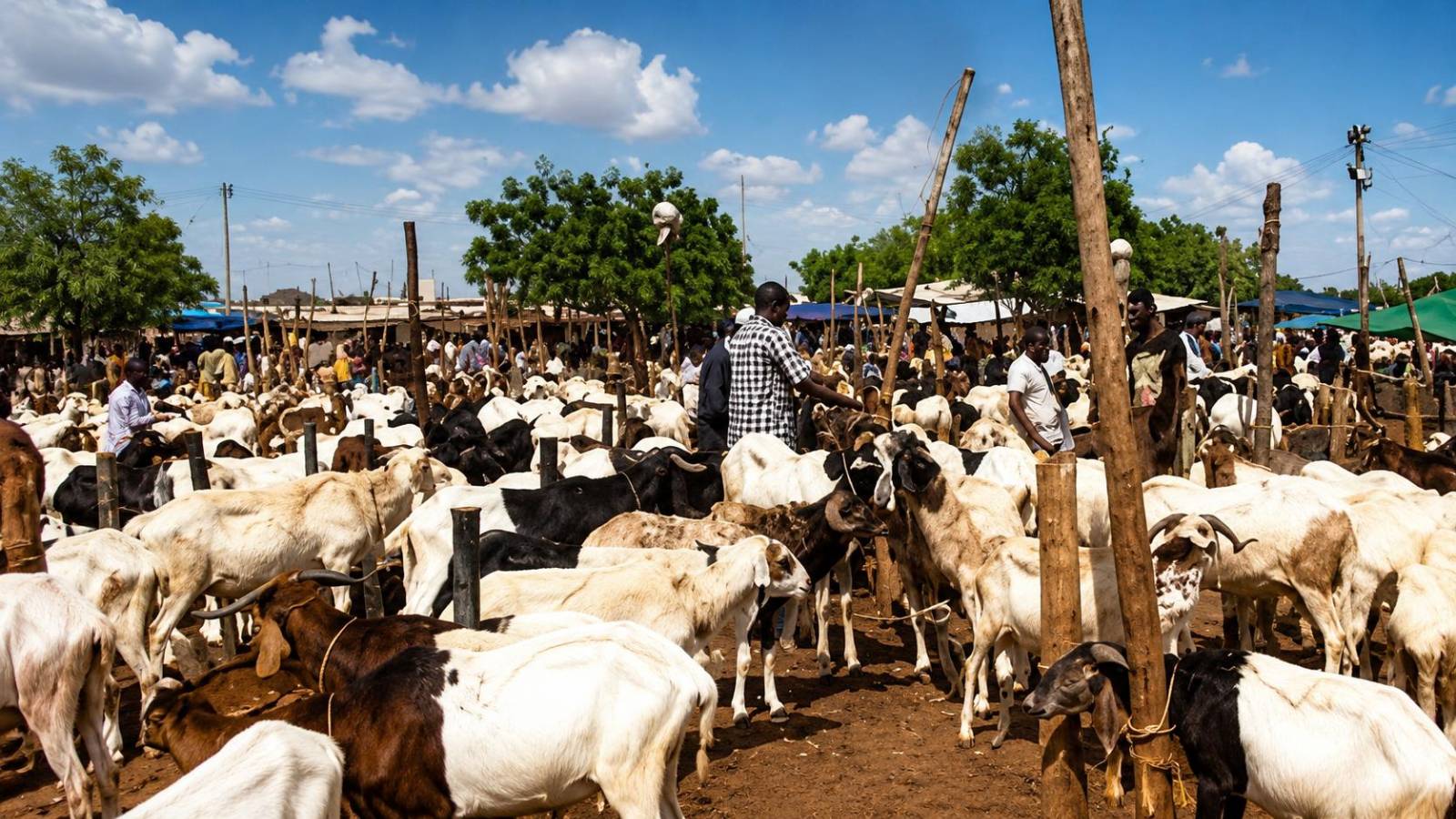 Burkina Faso’s cattle export ban: a high-stakes gamble for economic stability