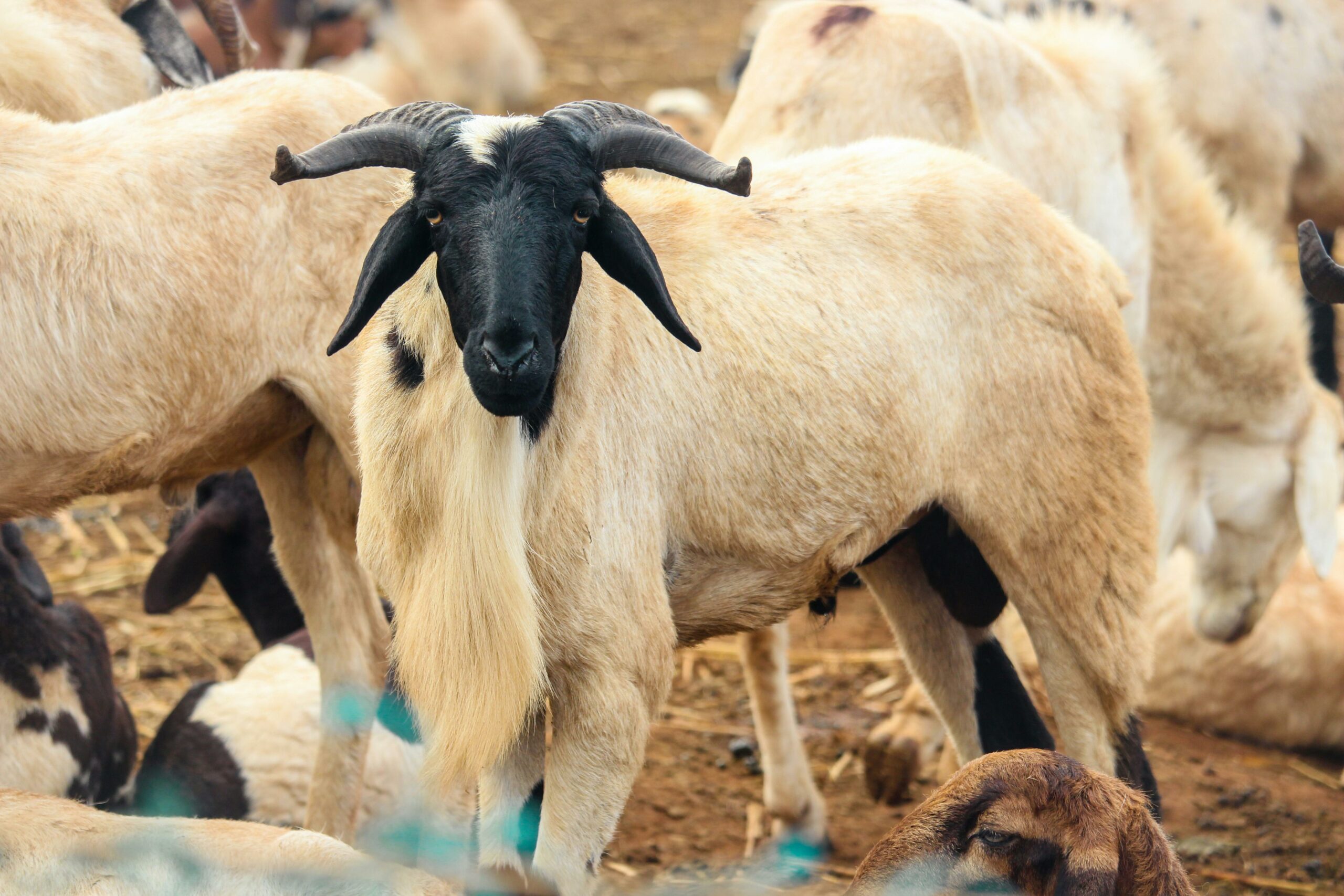 Tabaski in Senegal: the rising burden of sheep prices on households