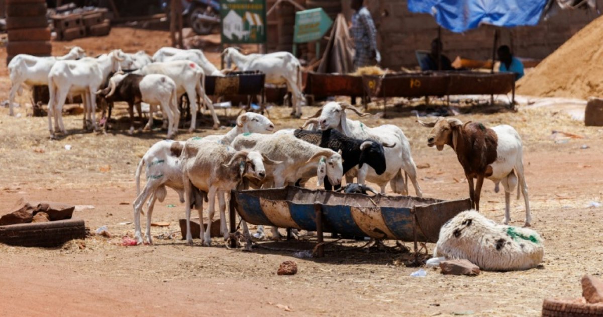 Bamako families face tabaski under jihadist siege in Mali