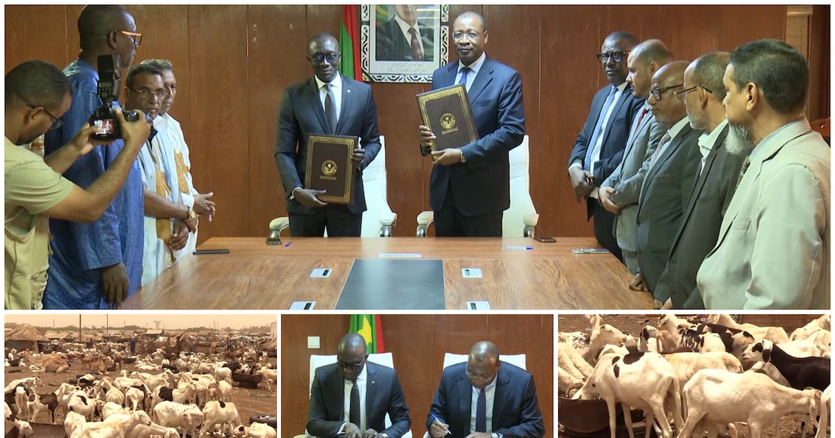 Mauritania boosts vital sheep supply to Senegal for Tabaski celebrations