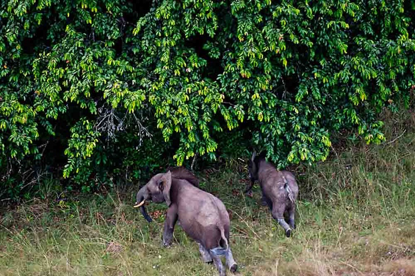 Gabon park tourism