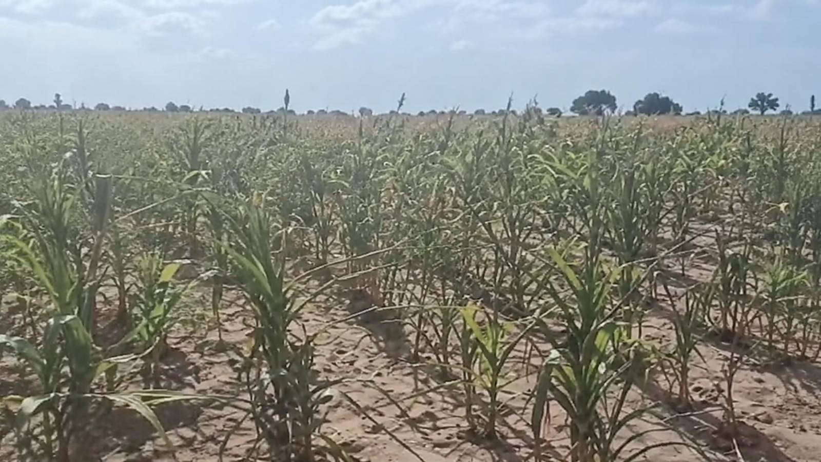 At what cost does Burkina Faso pursue sovereignty if Tougan’s farmers cannot earn a living?